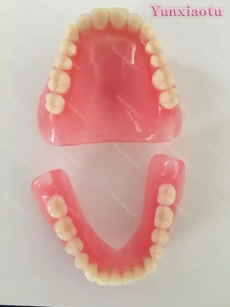 Full Mouth Denture Dental Study Model - 5