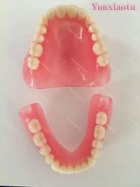 Full Mouth Denture Dental Study Model