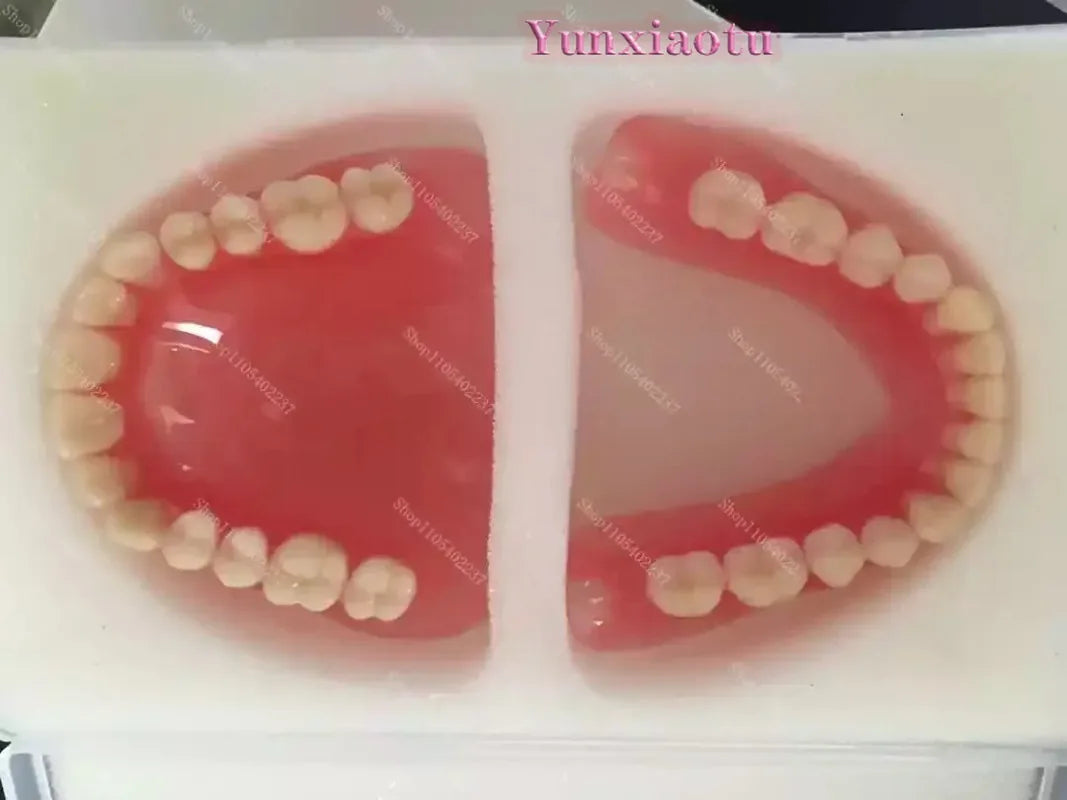 Full Mouth Denture Dental Study Model - 3