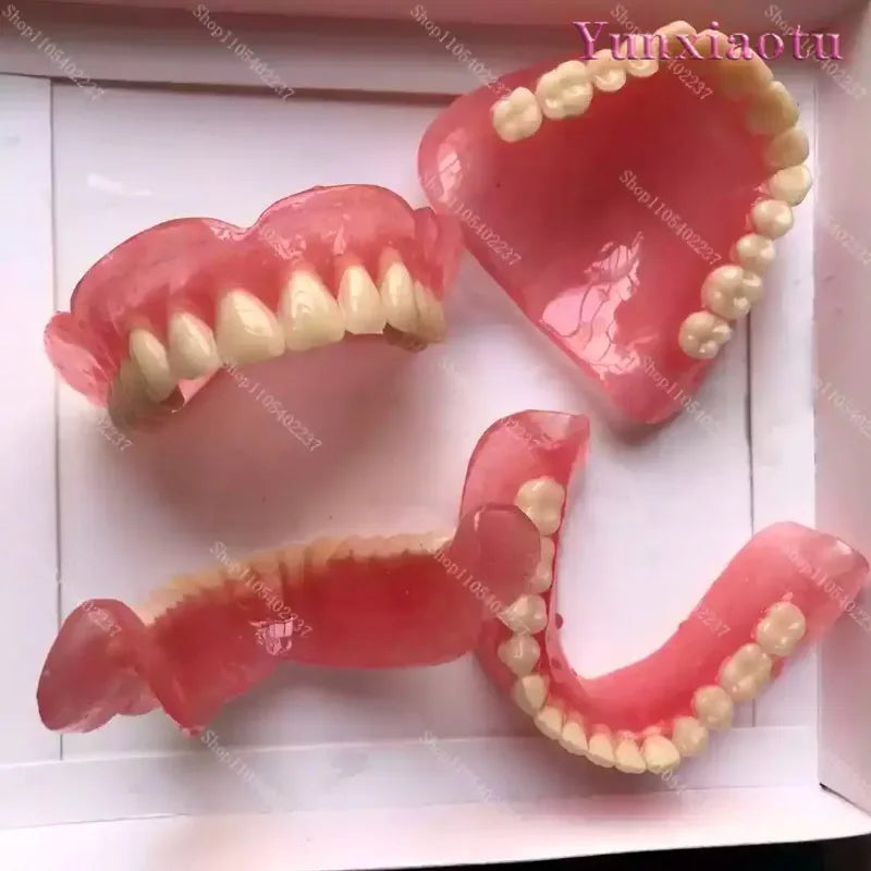 Full Mouth Denture Dental Study Model - 2