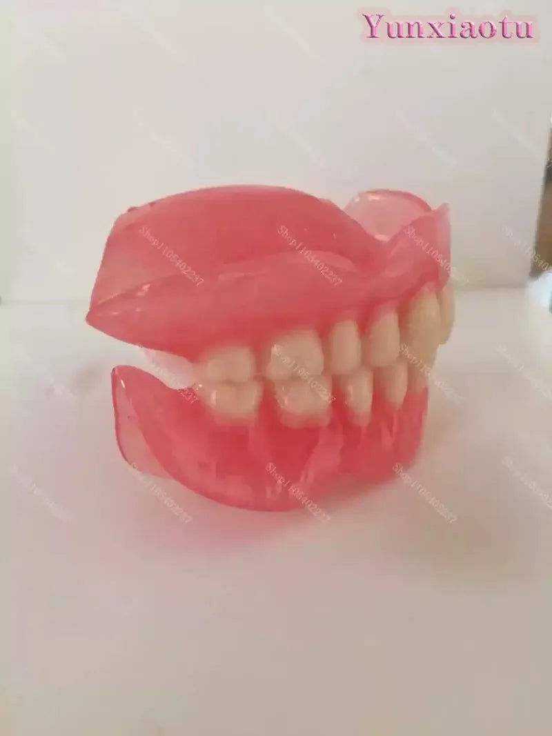 Full Mouth Denture Dental Study Model - 4