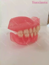 Full Mouth Denture Dental Study Model