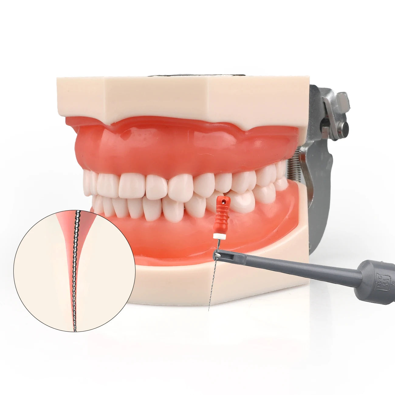 Wireless Dental Endo Motor with Apex Locator for Root Canal Treatment - 2