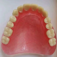 Full Mouth Denture Dental Study Model