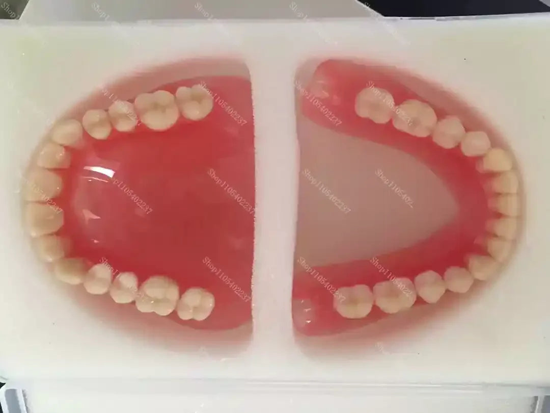Full Mouth Denture Dental Study Model - 8