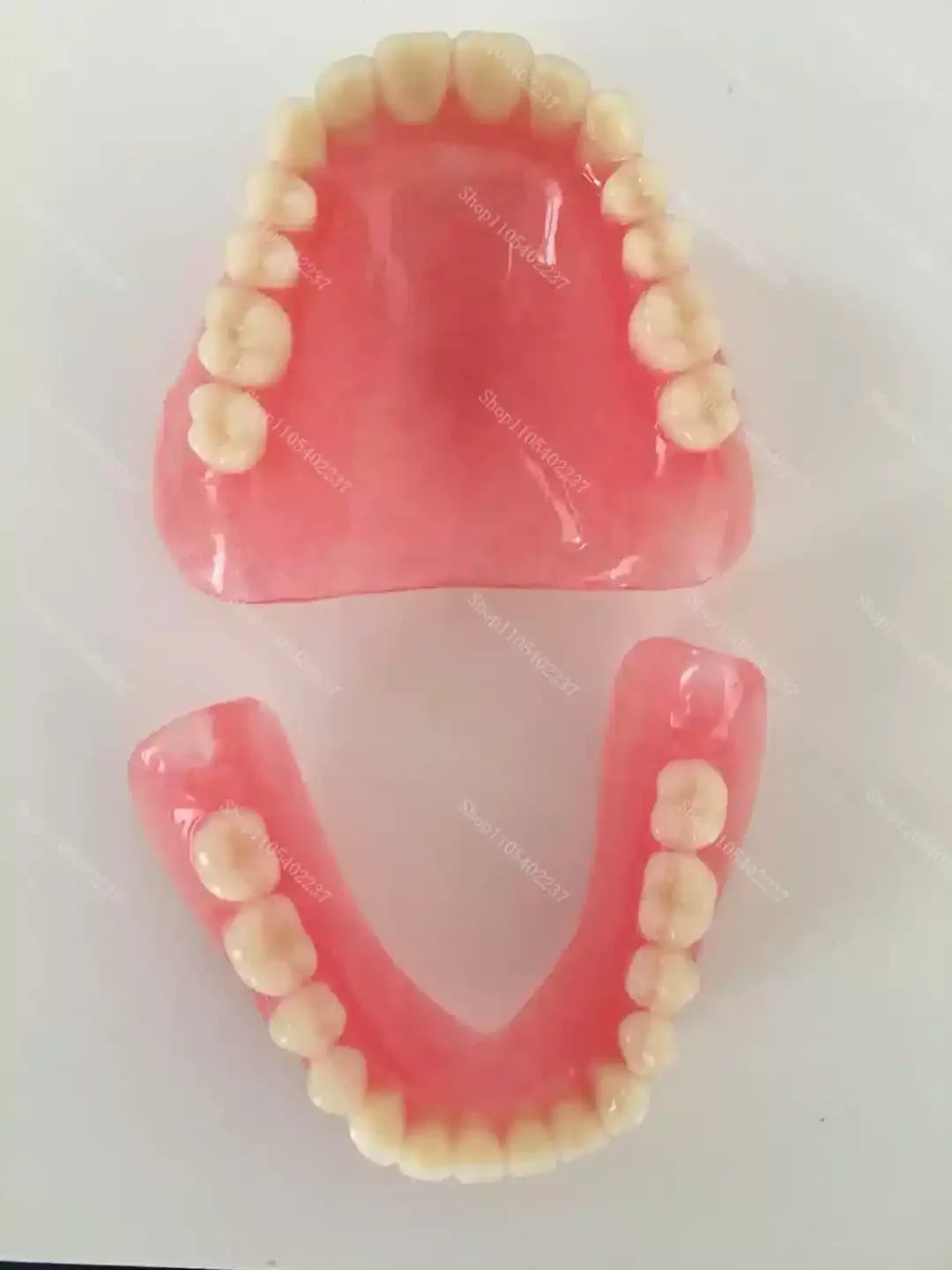 Full Mouth Denture Dental Study Model - 10