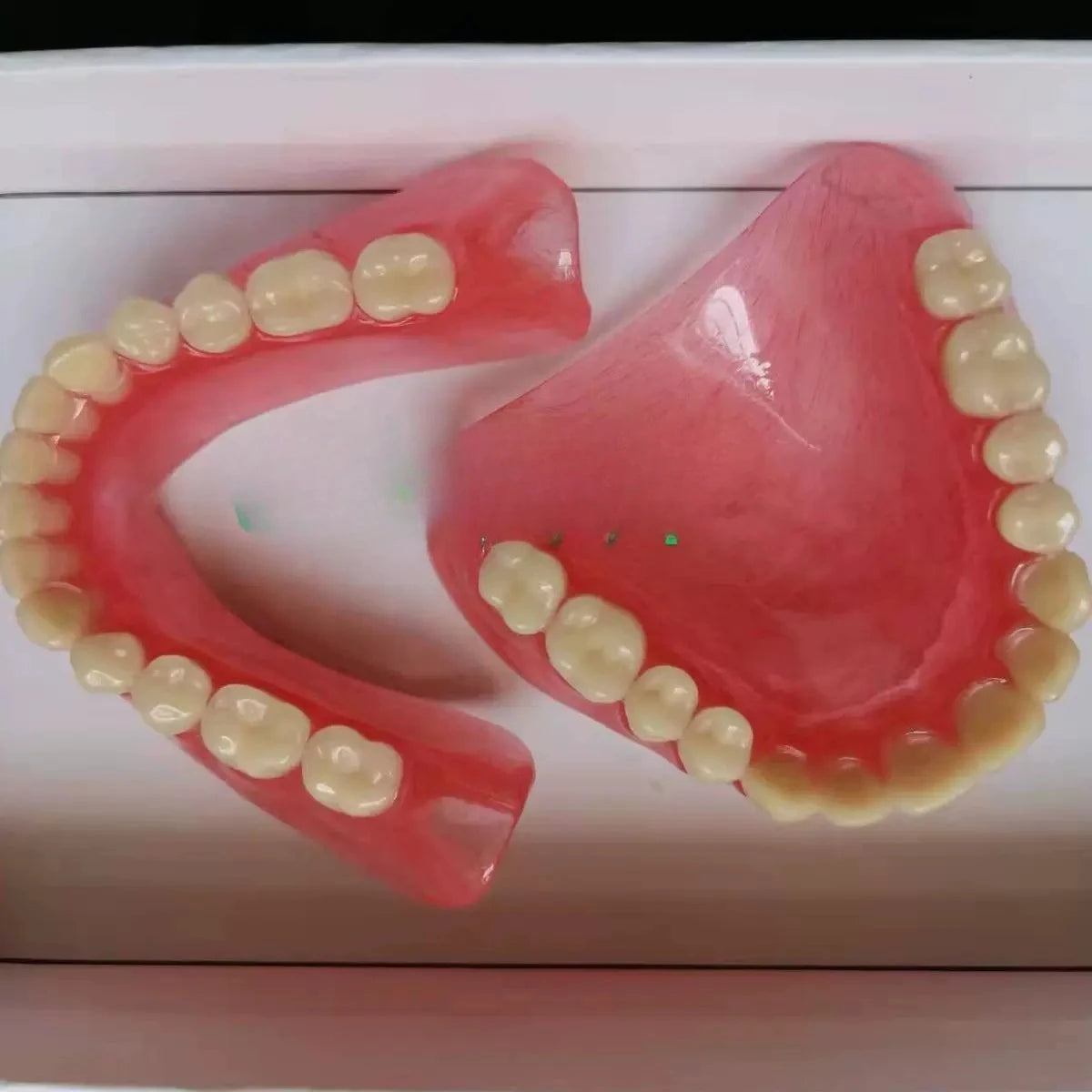 Full Mouth Denture Dental Study Model - 13